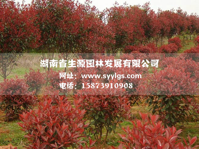 紅葉石楠-3