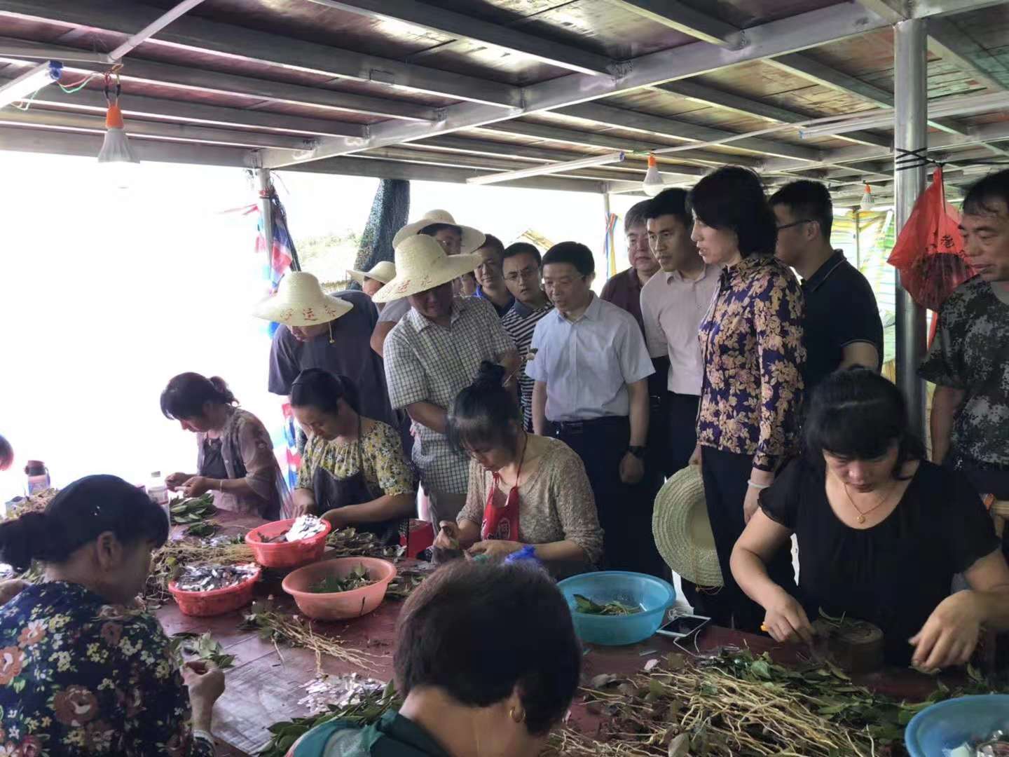 邵陽(yáng)油茶苗,湖南油茶苗,湘林油茶苗,三華油茶苗