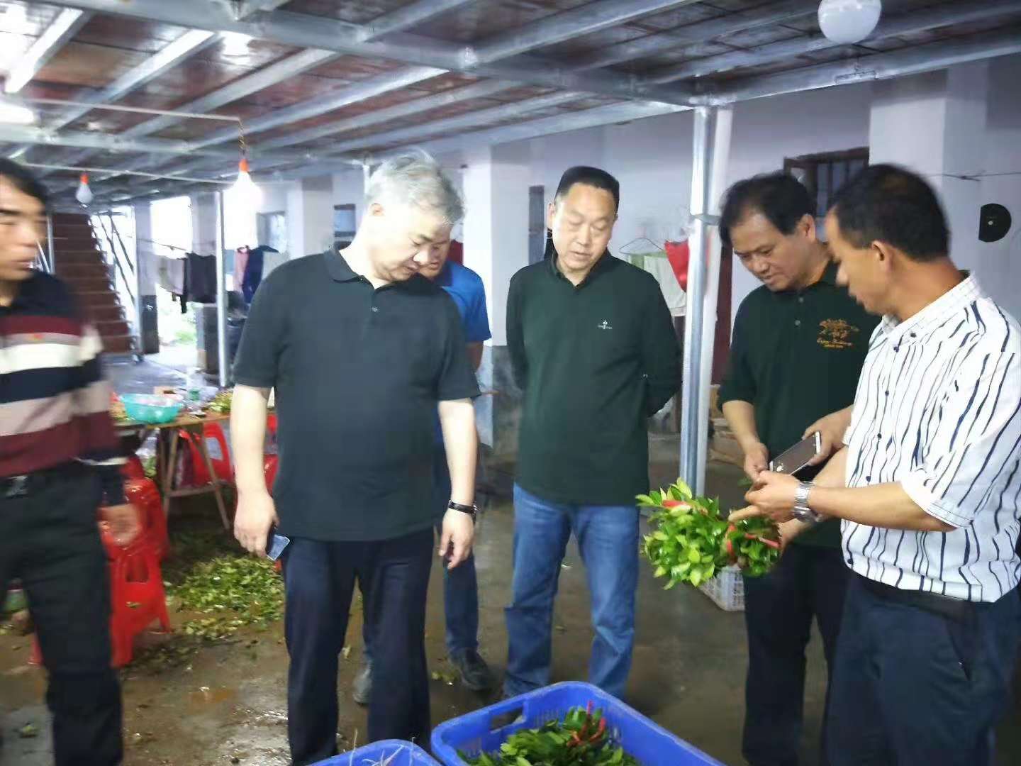 邵陽(yáng)油茶苗,湖南油茶苗,湘林油茶苗,三華油茶苗