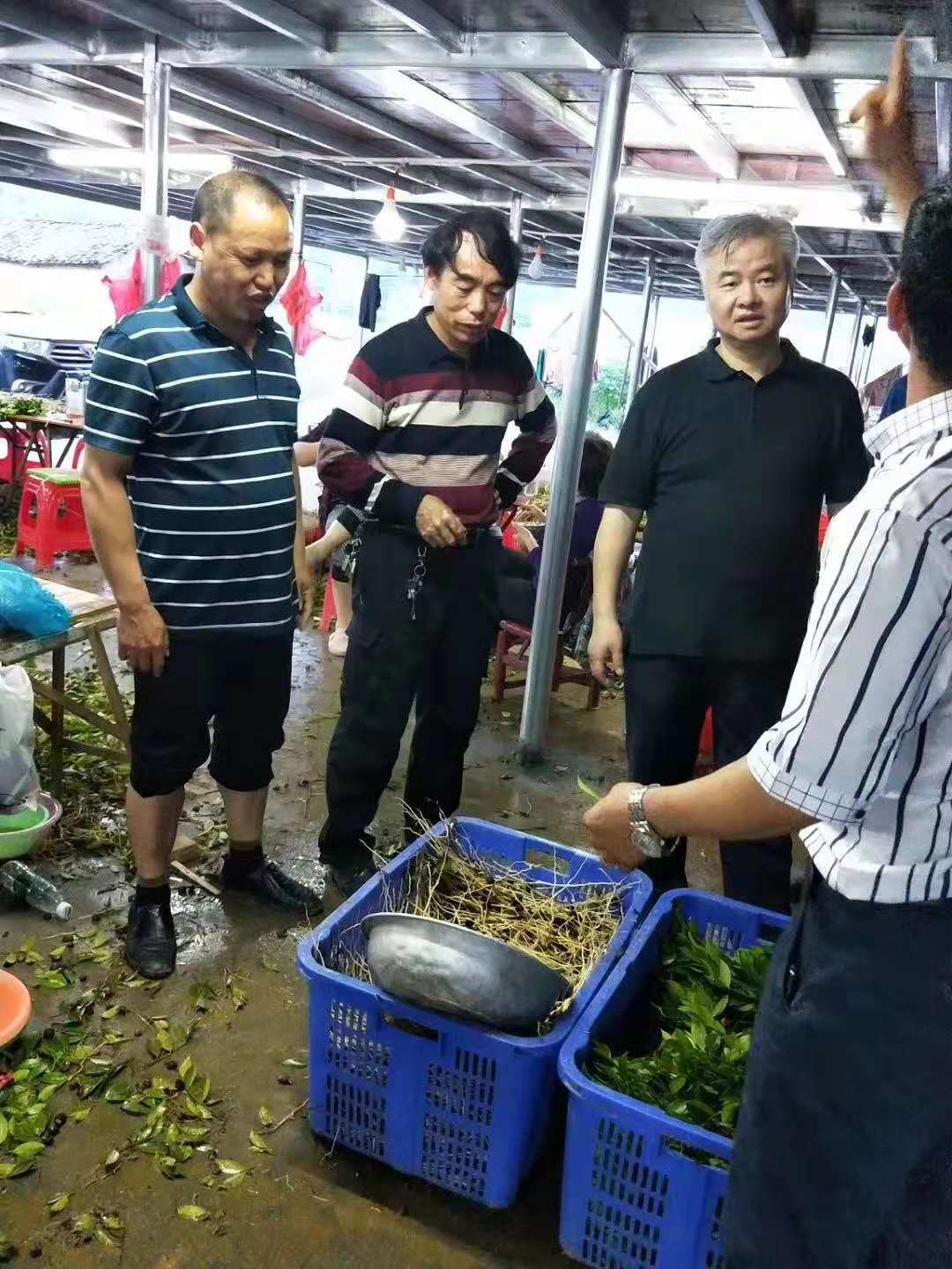 邵陽(yáng)油茶苗,湖南油茶苗,湘林油茶苗,三華油茶苗